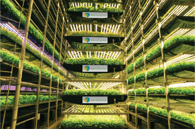 AeroFarm in the UAE for vertical farming. Photo: The Spoon