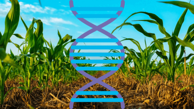 Increasing crop yields by using genetic engineering to improve crop genetics has a large, but largely overlooked, potential to reduce agriculture’s climate footprint. Photo: Shutterstock/Canva