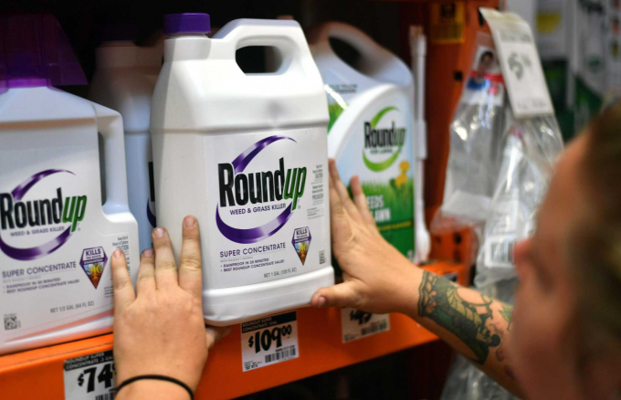 An employee adjusts Roundup products on a shelf at a store in San Rafael, California, on July, 9, 2018. A lawyer for a California groundskeeper dying of cancer took aim at Monsanto on July 9, 2018 as a jury began hearing the lawsuit accusing the chemical giant of ignoring health risks of its top-selling weed killer Roundup. Photo: AFP