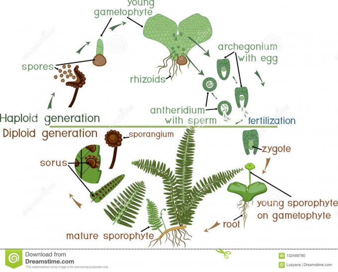 Fern Life Cycle. Plant life cycle with alternation of diploid sporophytic and haploid gametophytic phases. Photo: Getty