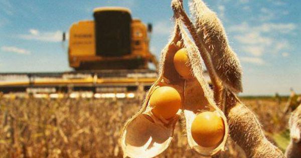 Trái với ngô, sản lượng đậu tương của Brazil năm nay vẫn ở mức kỷ lục mọi thời đại là 135,9 triệu tấn. Ảnh: RT