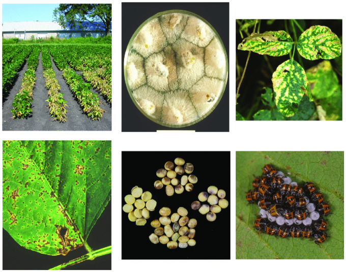Examples of soybean diseases and insect pests found in organically produced soybean. Top right from left to right: Sclerotinia stem rot, soybean cyst nematode, and the soybean aphid. Middle right to left: Phytophthora root and stem rot, Phomopsis seed decay, and sudden death syndrome. Bottom right to left: soybean rust, seed abnormalities, and marmorated stink bug nymphs. Photo: Researchgate.net