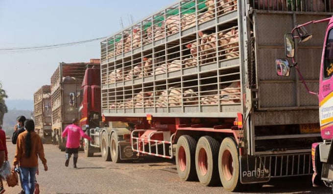 Xe tải chở lợn hơi từ Thái Lan nhập khẩu vào Campuchia. Ảnh: KT