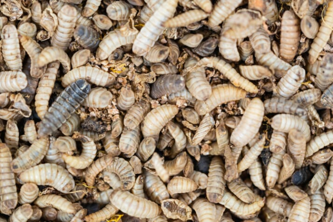 Giòi bọ và côn trùng được coi là nguồn thức ăn chăn nuôi thay thế bền vững. Ảnh: The Pigsite