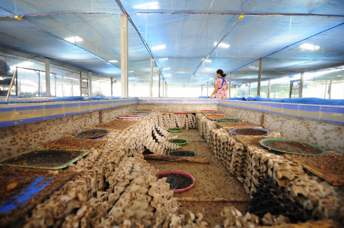 Một trang trại nuôi dế làm thực phẩm ở tỉnh Mahasalakam, Thái Lan. Ảnh: Afton Halloran