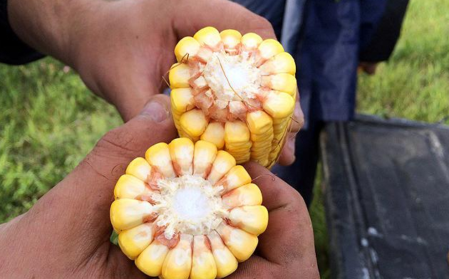 There's a whole lot of kernel counting going on this time of year as the industry tries to assess potential corn yields. Photo: Pamela Smith