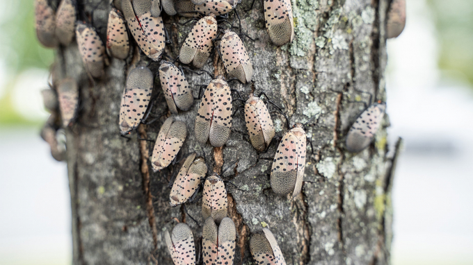 Spotted Lanternfly (lycorma delicatula) infestations have caused Pennsylvania's Department of Agriculture to issue a quarantine invasive insect. Photo: iStock