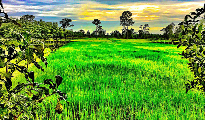 Giống lúa mới tiềm năng của Campuchia hiện vẫn đang được trồng thử nghiệm ở nhiều địa hình, điều kiện khác nhau. Ảnh: KT
