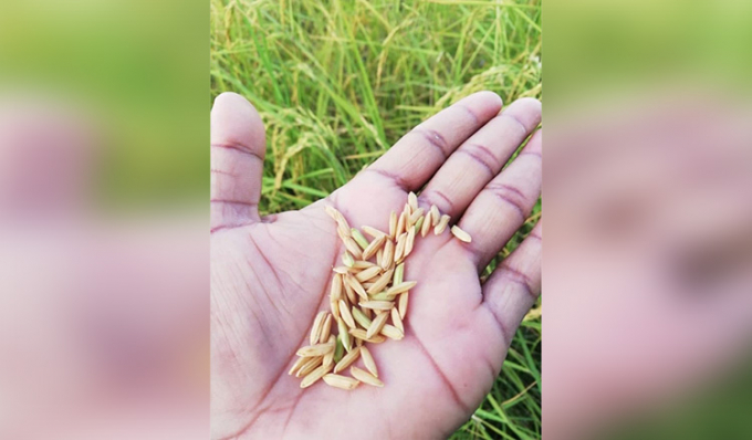 Năng suất của của giống lúa mới công bố Phka Mealadei dao động từ 3,5 đến 5,5 tấn/ha, cho hạt dài, cơm mịn, mềm, ngon và có mùi thơm nhẹ, đủ tiêu chuẩn xuất khẩu. Ảnh: AKP