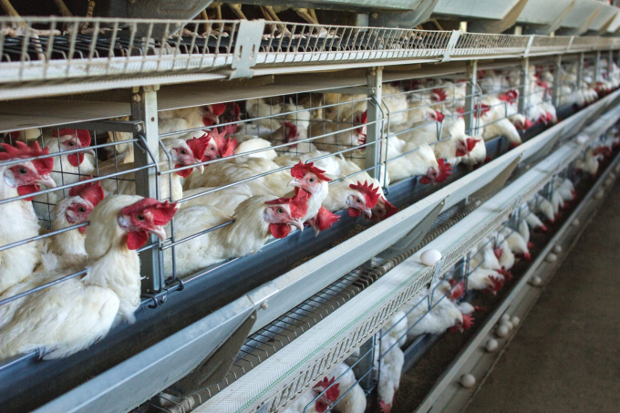 On August 9th, private protein and grain trading giant Cargill and agricultural-investment firm Continental Grain announced that they had reached a deal to jointly take over Sanderson Farms, the third-largest chicken processor in the U.S., for $4.5 billion. Photo: iStock