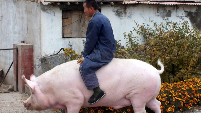 Ngành chăn nuôi lợn Trung Quốc vẫn bị chi phối bởi các nông hộ chăn nuôi nhỏ lẻ, lạc hậu ở các vùng nông thôn. Ảnh: Quartz