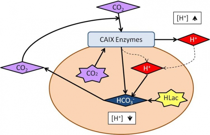 Trong tế bào khối u, CO được tạo ra từ quá trình hô hấp hiếu khí. CAIX có thể biến CO2 và nước thành HCO3- và H +. Khi pH ngoại bào trở thành axit mạnh từ H +, HCO3- do CAIX tạo ra sẽ điều chỉnh pH bên trong. Một nguồn khác của pH nội bào có tính axit là Axit Lactic (HLac), được tạo ra từ quá trình hô hấp kỵ khí hoặc đường phân hiếu khí. Nó có thể được loại bỏ bằng cách chuẩn độ nội bào với HCO3- và tiếp tục cân bằng độ pH. Đồ họa: Jyi.org