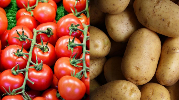 Giải pháp khoai tây lai cà chua trên cùng một thân có thể là câu trả lời cho việc tăng hiệu quả sản xuất lương thực trong tương lai trước bối cảnh quỹ đất nông nghiệp ngày càng bị thu hẹp và thiếu nước tưới. Ảnh: Unsplash