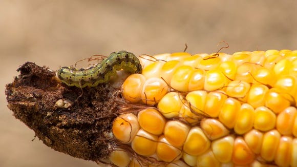 A fall armyworm canterpillar eating a corn cob. Photo: Getty