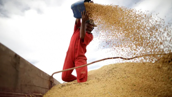 A worker inspects soybeans during the soy harvest near the town of Campos Lindos, Tocantins, Brazil. Photo: Reuters