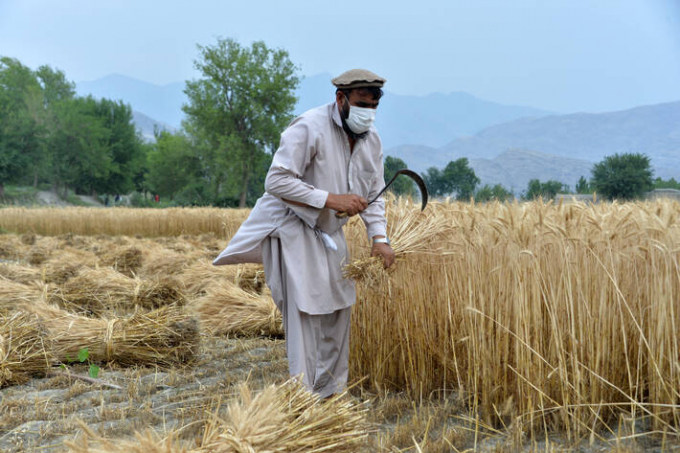 An Afghan farmer harvests his wheat in the Kuz Kunar district of Nangarhar, Afghanistan. Photo: FAO