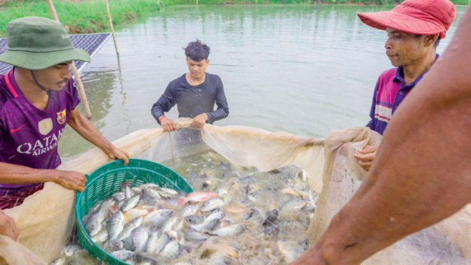 Một trang trại cá rô phi ở tỉnh Kandal đang hướng đến mục tiêu đưa sản phẩm của mình ra thị trường thế giới. Ảnh: Phnompenhpost