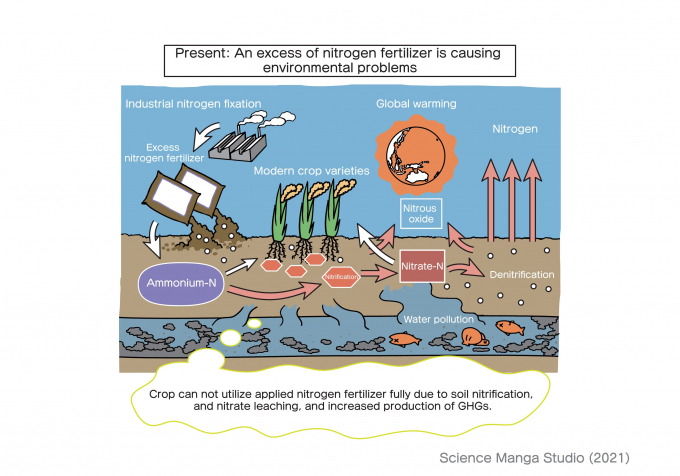 An excess of nitrogen fertilizer is causing environmental problems. Source: SMS