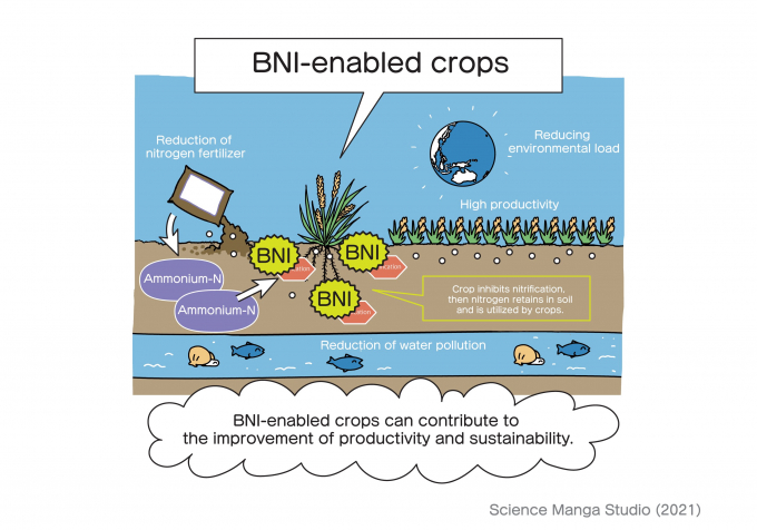 BNI-enabled crops. Source: SMS