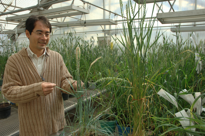 CIMMYT researcher Masahiro Kishii examines wheat plants in a greenhouse. Photo: Phys.