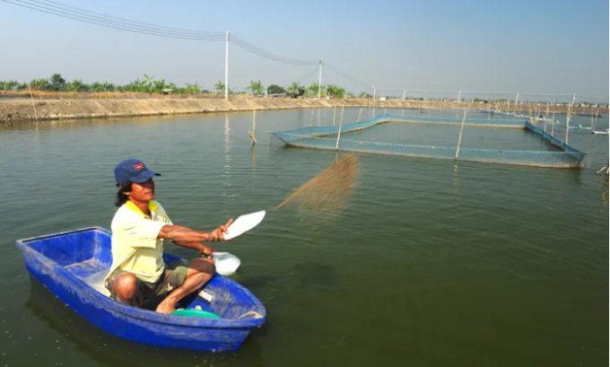 Hand-feeding shrimp at a farm in Thailand. Photo: The Fishsite