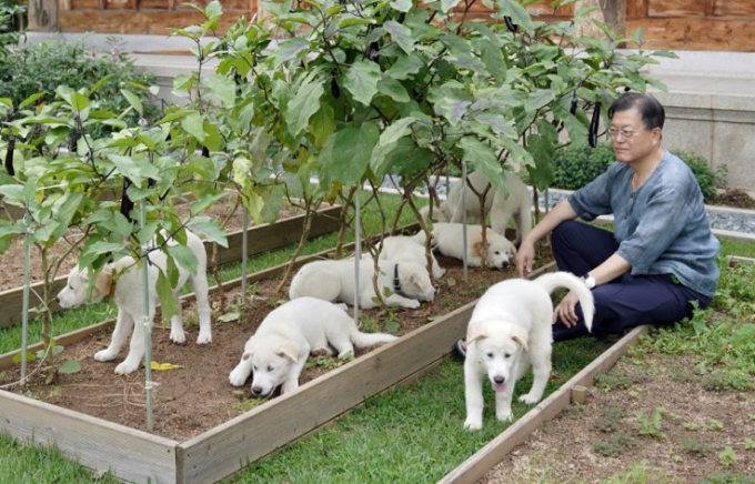 Ông Moon Jae-in ngồi thư giãn bên những chú cún con đang được nuôi tại Dinh Tổng thống Hàn Quốc hôm 1/9. Ảnh: Cheong Wa Dae