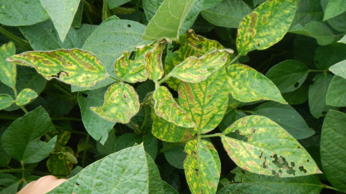 In soybean plants, the Fusarium virguliforme fungus mottles the leaves (pictured) and leads to 'sudden death syndrome,' a leading disease in North America that limits crop yields. Photo: KIERSTEN WISE