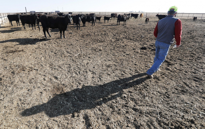 Tim Black checks on some of his Black Angus cattle at his Muleshoe, Texas, farm on Monday, April 19, 2021. Photo: AP 