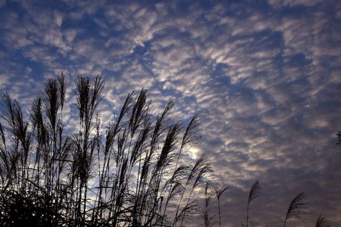 A garden favourite or an invasive pest?. Photo: Phys.org