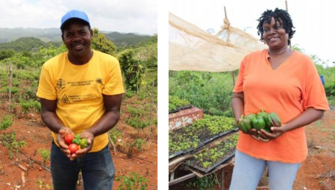 Extended drought, water scarcity and soil degradation are the main challenges for the area’s farmers. FAO and Jamaica’s Rural Agricultural Development Authority have taught farmers innovative methods to increase their access to water and build their resilience to climate challenges. Photo: FAO