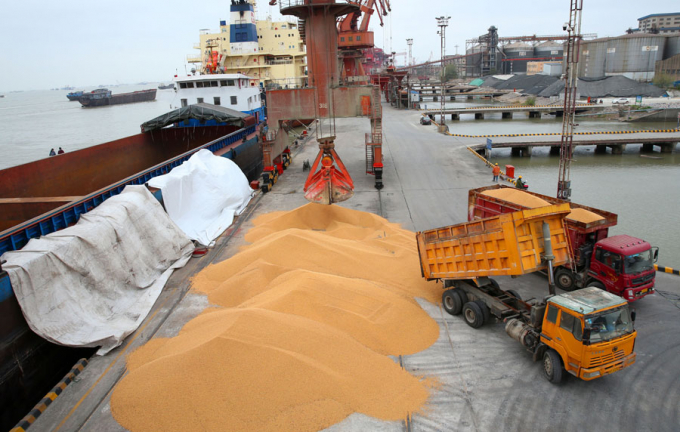 Số liệu nhập khẩu đậu tương trong tháng 8 của Trung Quốc là 10,44 triệu tấn, tăng so với con số 8,67 triệu tấn hồi tháng 7. Ảnh: THX