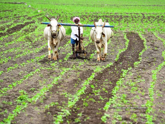 Chính phủ Ấn Độ đang tin tưởng vào thành công của dự án số hóa nông nghiệp để tăng thu nhập cho nông dân nông thôn, cắt giảm nhập khẩu, giảm lãng phí lương và cạnh tranh với các nhà xuất khẩu lớn hàng đầu thế giới. Ảnh: FT