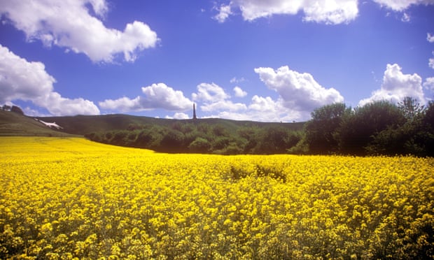 Rape field at the Cherhill White Horse, Calne, Wiltshire. Photo: Chris George/Alamy