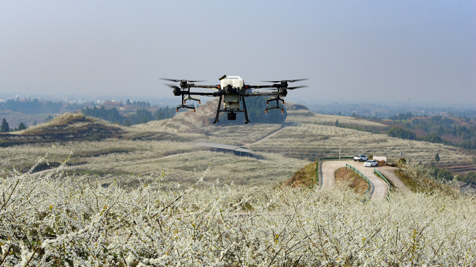 Một chiếc drone (máy bay không người lái) đang làm nhiệm vụ thụ phấn cho cánh đồng mận ở Nanchong, tỉnh Tứ Xuyên phía tây nam Trung Quốc, ngày 22 tháng 2 năm 2021. Ảnh: CGTN