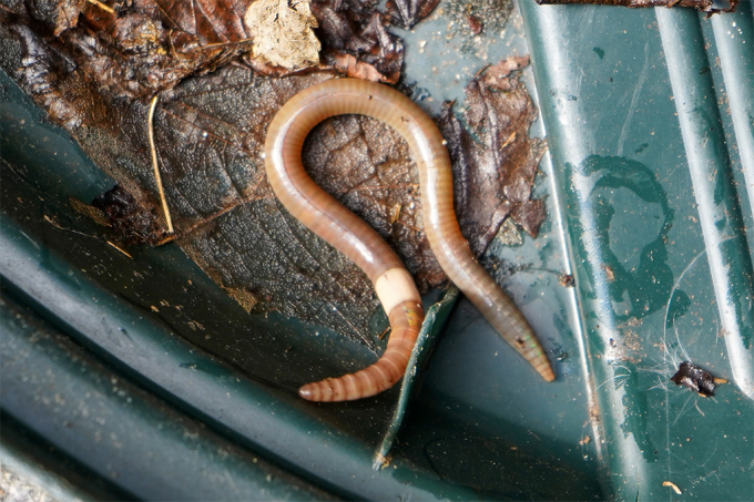 The Asian jumping worm is an invasive species hailing from Korea and Japan. Photo: Jeanine Farley