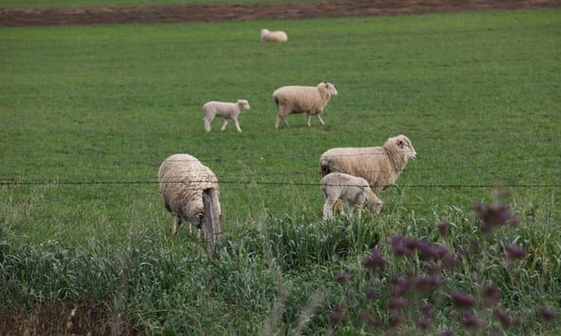 A Grattan Institute report on Australian agriculture has called for research into ways to limit emissions from livestock. Photo: Carly Earl/The Guardian