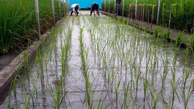 Golden Rice seedlings are planted at a laboratory south of Manila in 2013.   Photo: Reuters