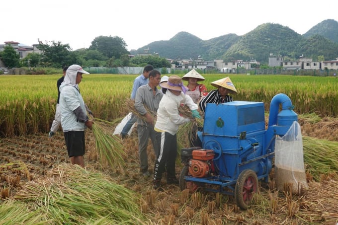 Năng suất lúa lai đã đạt mốc mới 1.123,87 kg/mu (0,07 ha) trên một cánh đồng thử nghiệm ở tỉnh miền núi Quý Châu. Ảnh: CND