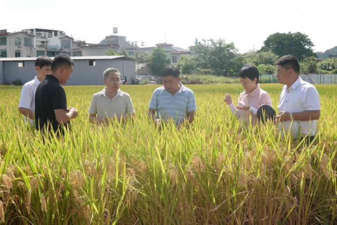 Các chuyên gia kiểm tra cánh đồng lúa lai thử nghiệm trước khi thu hoạch. Ảnh: CND