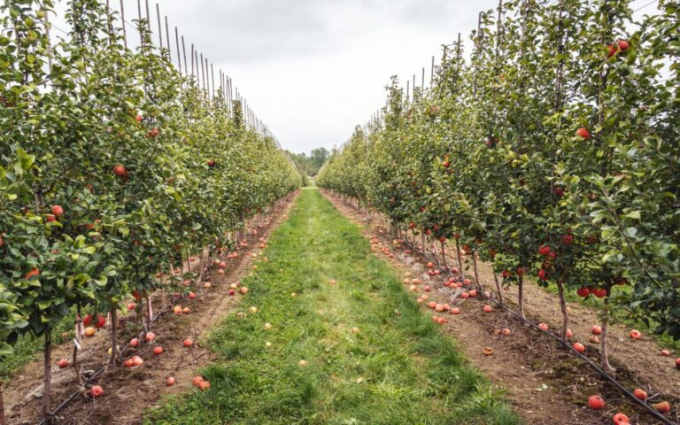 Using BetterSeeds technology, apple orchards could become a seasonal affair. Photo: Unsplash 