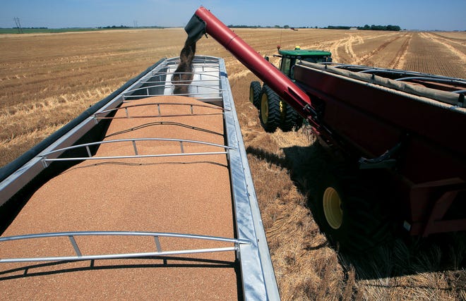 Wheat harvest in Kansas. Photo: Getty