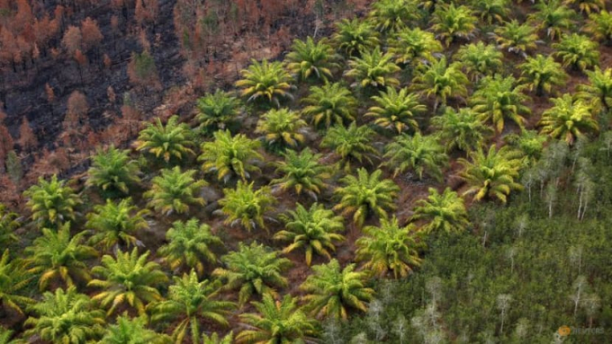 A palm oil plantation is pictured next to a burnt forest near Banjarmasin in South Kalimantan province, Indonesia, September 29, 2019. Photo: RT