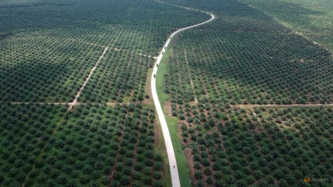 An aerial photo of a palm oil plantation in Batanghari, Jambi province, Sumatra island, Indonesia November 28, 2018. Photo: RT