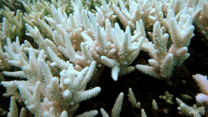 A single so-called bleaching event in 1998 caused by warming waters wiped out 8 per cent of all corals. Photo: AFP