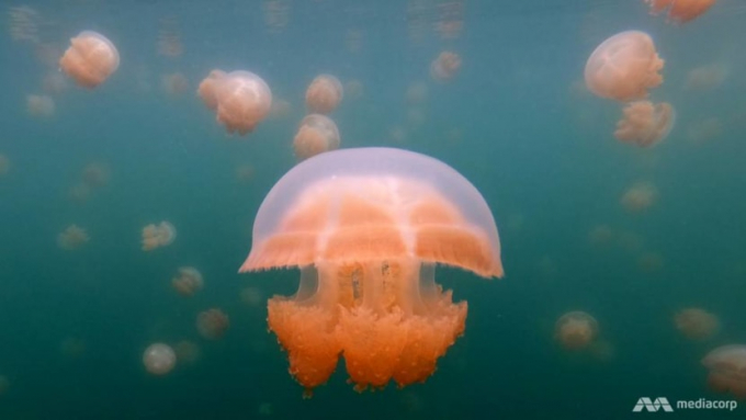 Palau's Jellyfish Lake is one of its main tourist attractions. Photo: Marcus Mark Ramos