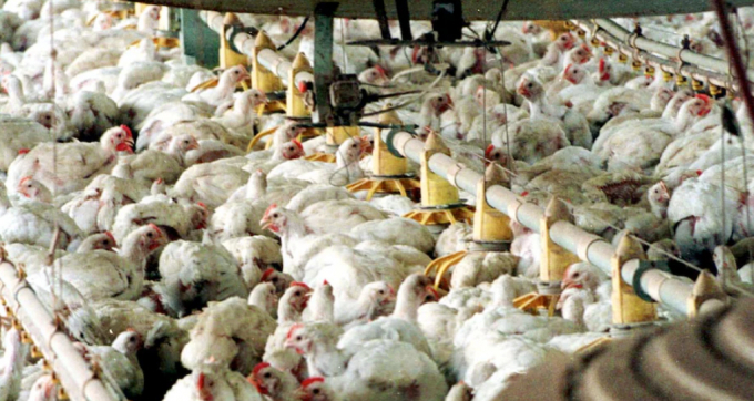 Virgil Shockley’s chicken houses near Snow Hill, Md. grows birds for industry giant Tyson Foods. The Biden administration is looking into consolidation and anticompetitive practices in the poultry industry. Photo: Lois Raimondo