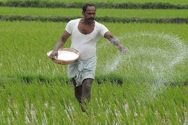 Nông dân Sri Lanka bón phân cho lúa. Ảnh: Getty Images
