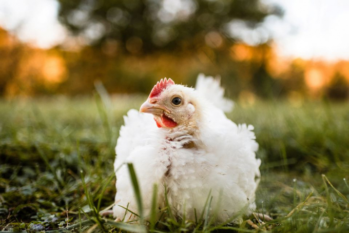 An organic chicken is seen at Brushy Run Farm in Mathias, West Virginia, in October 2018. Photo: RT