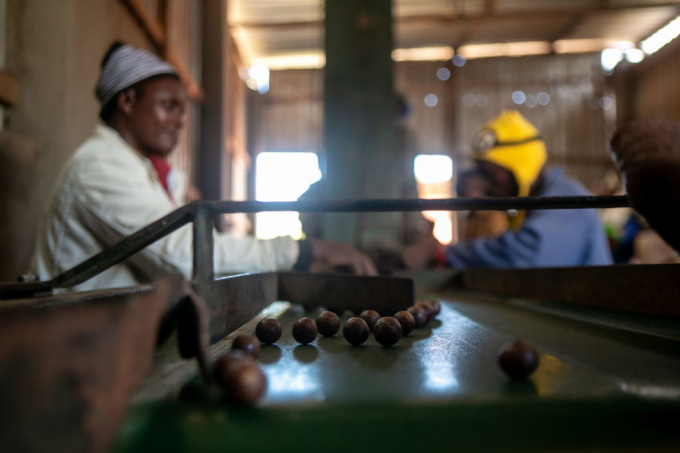 Workers process the Macadamia nuts in shells at a farm in Chipinge, Zimbabwe, May 11, 2021. Photo: Getty