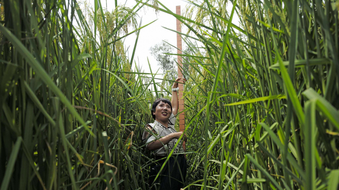 Một du khách chụp ảnh kỷ niệm trên cánh đồng lúa khổng lồ thử nghiệm ở ngoại vi thành phố Trùng Khánh hôm 31 tháng 8 năm 2021. Ảnh: CFP